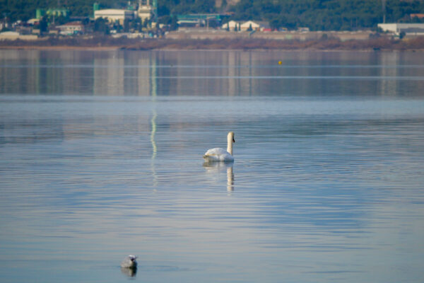 lagune de Berre cygnes